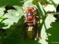 Hornisse (Vespa crabro)